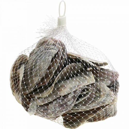 Artikel Maritime Deko, Capiz-Muscheln, Naturartikel Perlmuttfarben, Violett 8–14cm 1kg