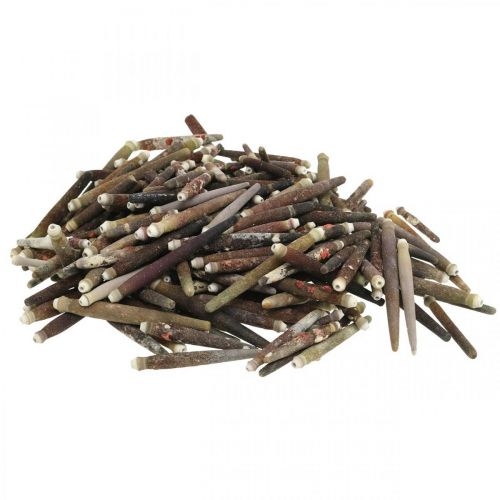 Artikel Dekomuscheln Urchin Spines, Seeigel-Stacheln, Maritime Deko L3–8cm 450g