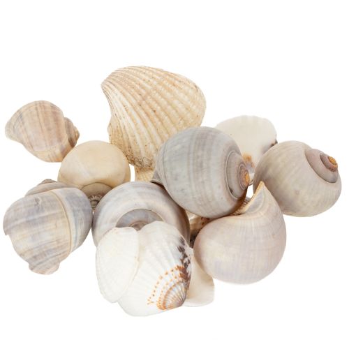 Schnecken und Muscheln Maritime Deko Akzente zur einzigartigen Raumverschönerung 500g kaufen | Floristik24.de