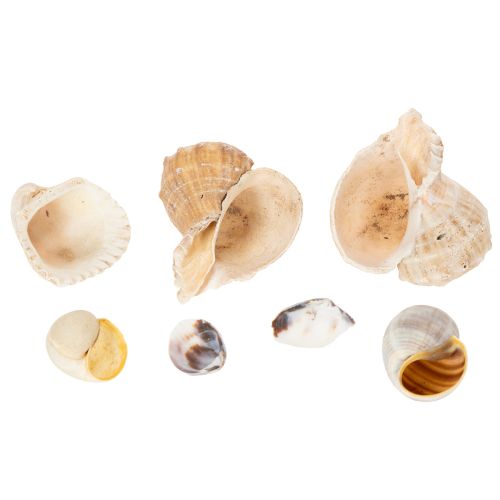 Artikel Schnecken und Muscheln Maritime Deko Akzente zur einzigartigen Raumverschönerung 500g