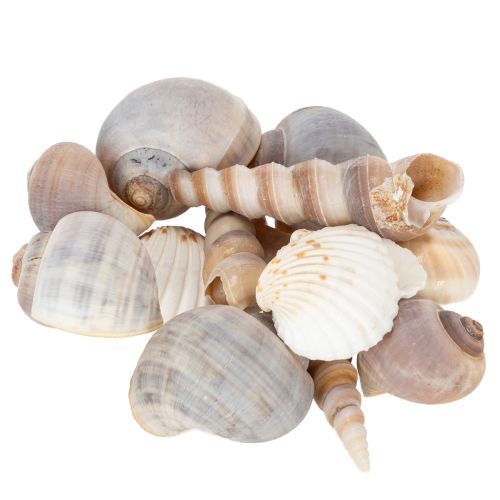 Muscheln und Schnecken Natürliche maritime Dekorationsartikel für eine stilvolle Raumgestaltung 500g kaufen | Floristik24.de