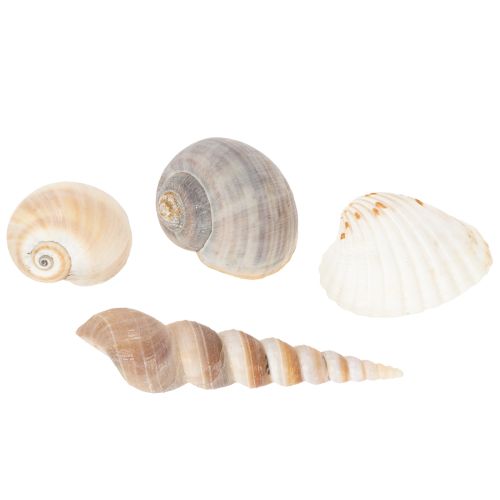 Artikel Muscheln und Schnecken Natürliche maritime Dekorationsartikel für eine stilvolle Raumgestaltung 500g