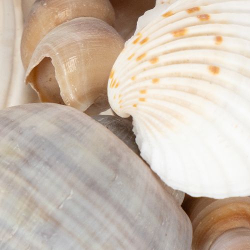 Artikel Muscheln und Schnecken Natürliche maritime Dekorationsartikel für eine stilvolle Raumgestaltung 500g