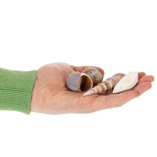 Muscheln und Schnecken Natürliche maritime Dekorationsartikel für eine stilvolle Raumgestaltung 500g | Floristik24.de