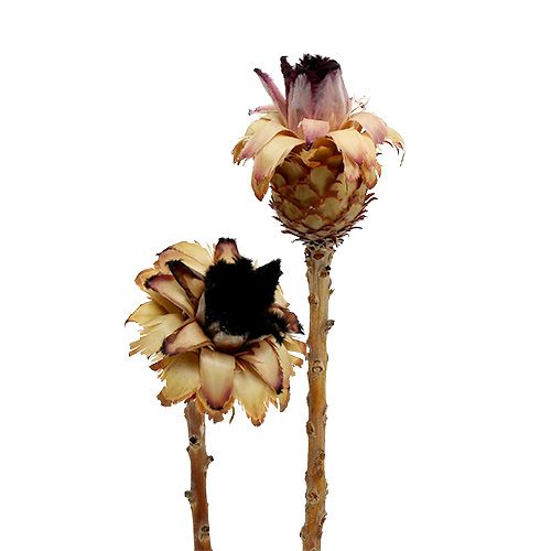 Floristik24 Nerifolia Bud 25 St