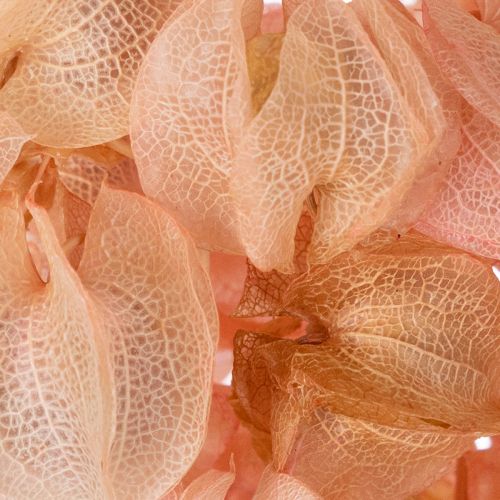 Artikel Nicandra Trockenblume zaubert eine romantische Atmosphäre für jeden Wohnbereich 75cm