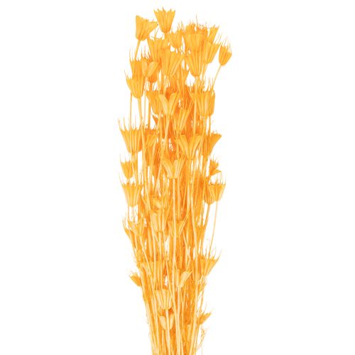 Nigella Trockenblumen Arrangement zur langfristigen Nutzung Eleganter Hingucker 70cm 50g kaufen | Floristik24.de