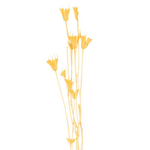 Nigella Trockenblumen Arrangement zur langfristigen Nutzung Eleganter Hingucker 70cm 50g | Floristik24.de