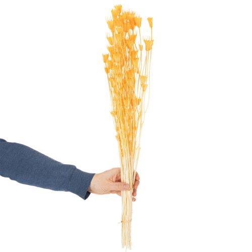 Nigella Trockenblumen Arrangement zur langfristigen Nutzung Eleganter Hingucker 70cm 50g | Floristik24.de
