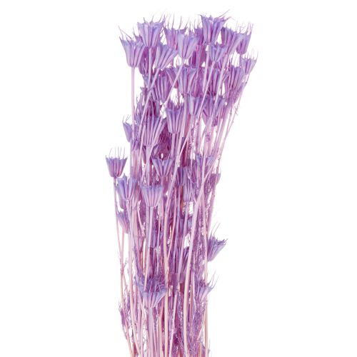 Trockenblumen Nigella Strauß Dekorative Nutzung im Wohnzimmer einzigartiges Ambiente schaffen 70cm 50g