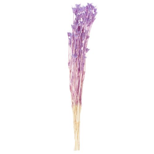 Artikel Trockenblumen Nigella Strauß Dekorative Nutzung im Wohnzimmer einzigartiges Ambiente schaffen 70cm 50g