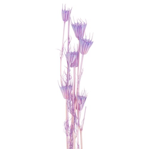 Trockenblumen Nigella Strauß Dekorative Nutzung im Wohnzimmer einzigartiges Ambiente schaffen 70cm 50g | Floristik24.de