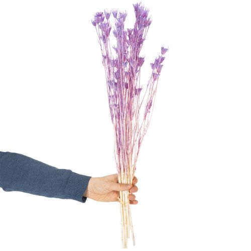 Trockenblumen Nigella Strauß Dekorative Nutzung im Wohnzimmer einzigartiges Ambiente schaffen 70cm 50g | Floristik24.de