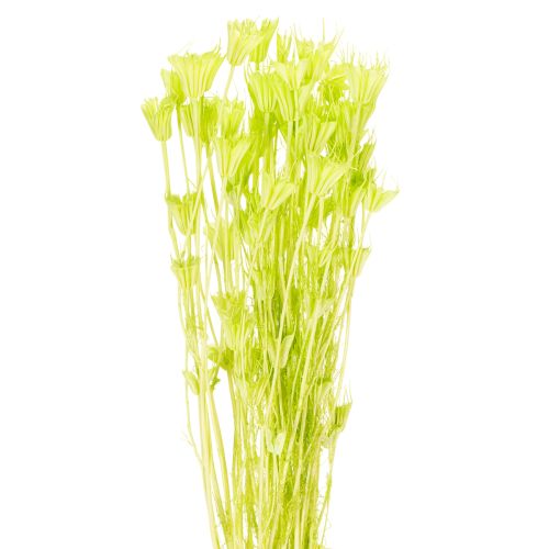 Trockenblumen Nigella bezaubernd natürliche Raumdekoration für zu Hause 70cm 50g kaufen | Floristik24.de