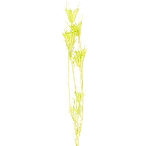 Trockenblumen Nigella bezaubernd natürliche Raumdekoration für zu Hause 70cm 50g | Floristik24.de