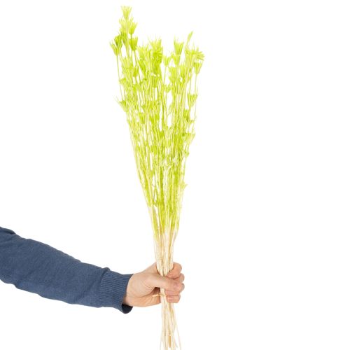 Trockenblumen Nigella bezaubernd natürliche Raumdekoration für zu Hause 70cm 50g | Floristik24.de