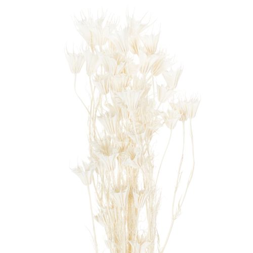 Trockenblumen Nigella Bund Edle Naturdeko für exklusive Einrichtung 70cm 50g kaufen | Floristik24.de