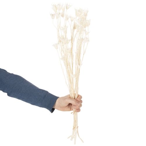 Trockenblumen Nigella Bund Edle Naturdeko für exklusive Einrichtung 70cm 50g | Floristik24.de