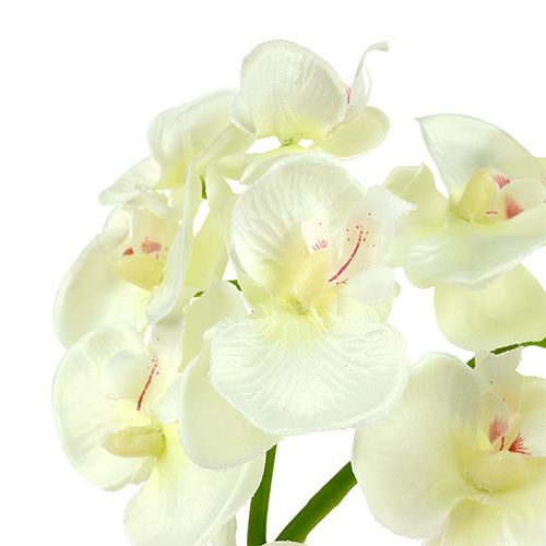 Artikel Orchidee Creme-Weiß L57cm 6 St