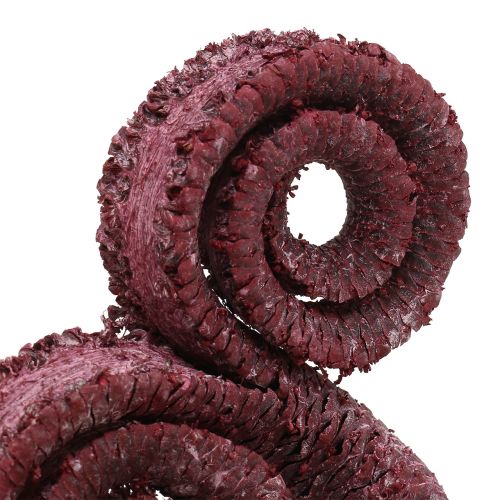 Artikel Palm Male Rot, weißgewaschen 25 St