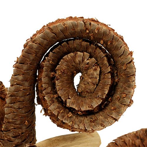 Artikel Palm Male Natur 25 St