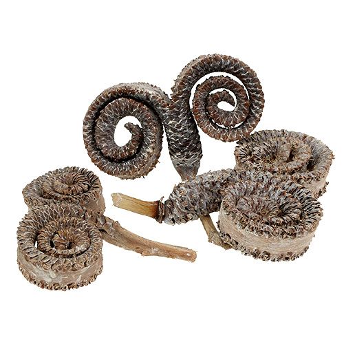 Artikel Palm Male Weiß gewaschen 25 St