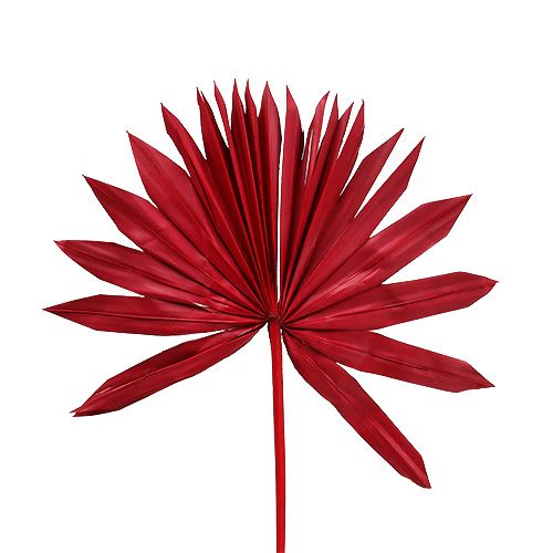 Artikel Palmspear Sun mini Rot 50 St