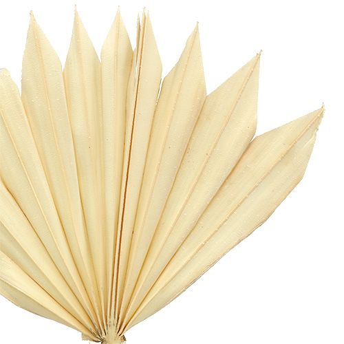 Artikel Palmspear Sun mini gebleicht 30 St