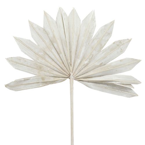 Artikel Palmspear Sun mini weißgewaschen 50 St