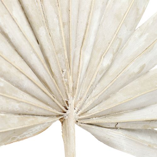 Artikel Palmspear Sun mini weißgewaschen 50 St