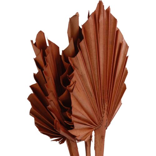 Artikel Palmspear Palmenblätter Naturdeko Braun 5-9×14cm L35cm 4 St