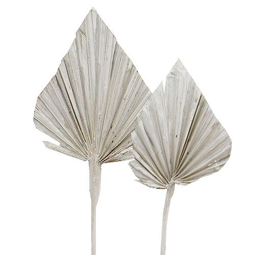 Floristik24 Palmspear weißgewaschen 10cm - 15cm L33cm 65 St