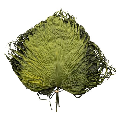 Artikel Palmwedel Deko für exotische Arrangements und Tischdekoration 5 St