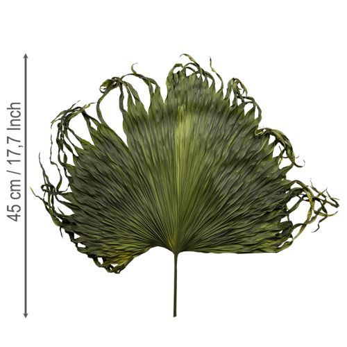Artikel Palmwedel getrocknet Blätter Deko Saribus Grün 45cm 5 St