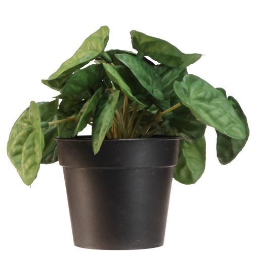 Artikel Peperomia Green Twist - Robuste, dekorative Zimmerpflanze im Topf 20cm