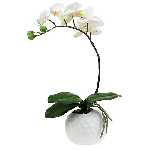 Phalaenopsis Creme im Keramiktopf 33cm
