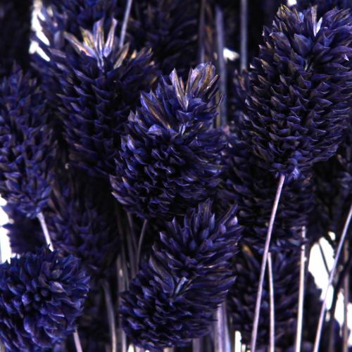 Artikel Phalaris Violett Getrocknete Gräser Glanzgras 50-55cm 100g