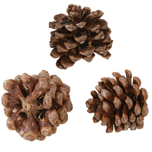 Floristik24 Pinus Pinea Mittelgroß Pinienzapfen Natur 8-10cm 50 St