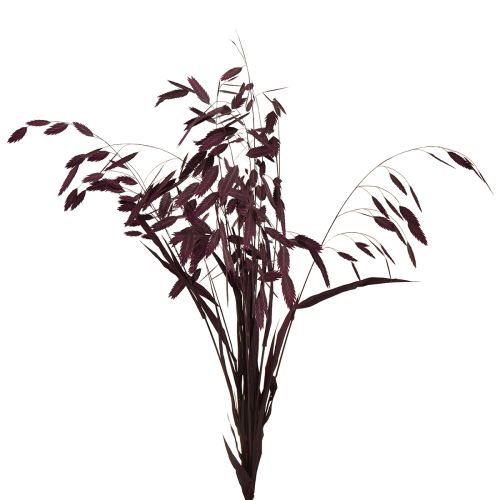 Artikel Plattährengras Trockengras Chasmantium Lila 70cm 10 St