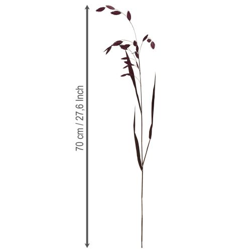 Artikel Plattährengras Trockengras Chasmantium Lila 70cm 10 St