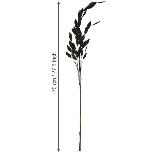 Artikel Plattährengras Trockengras Chasmantium Schwarz 70cm 10 St
