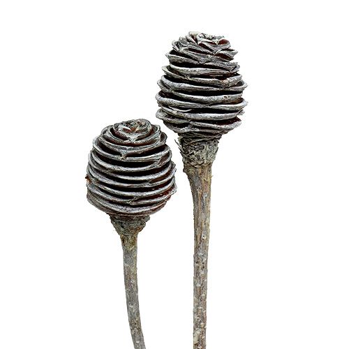 Floristik24 Platyspermum 25 St. Weiß gewaschen