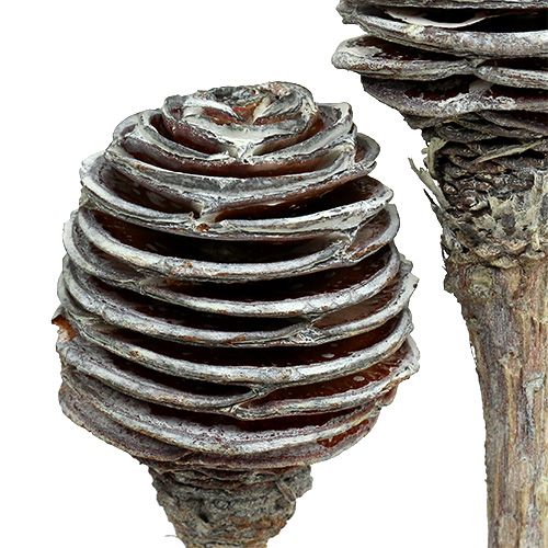 Artikel Platyspermum 25 St. Weiß gewaschen