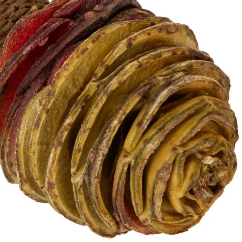 Platyspermum Creme 1-3, 50 Köpfe | Floristik24.de