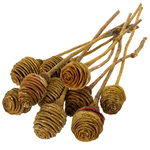 Platyspermum Creme 1-3, 50 Köpfe | Floristik24.de