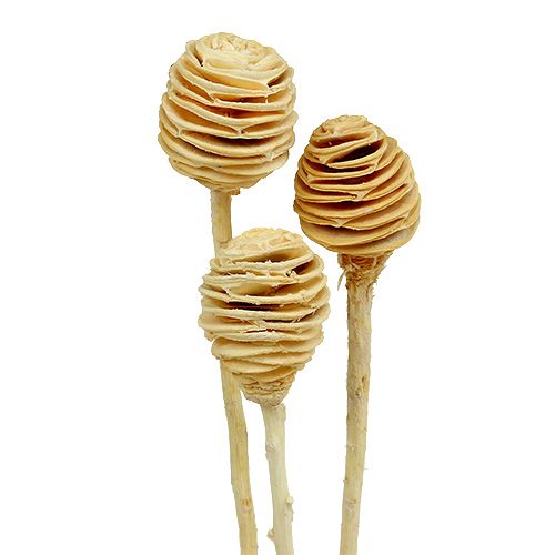 Floristik24 Platyspermum gebleicht 25 St