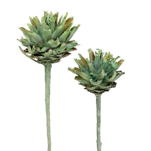 Floristik24 Plumosum 1 Grün gefrostet 25 St