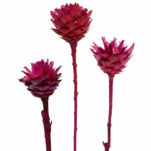 Artikel Plumosum 1 Erika 25 St