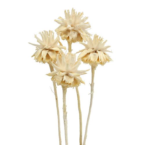 Floristik24 Plumosum 1 gebleicht 25 St