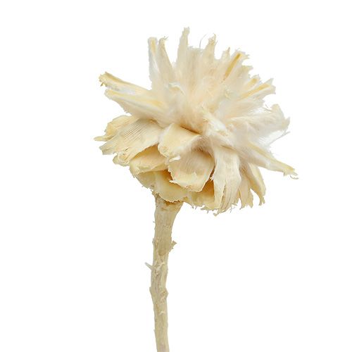 Artikel Plumosum 1 gebleicht 25 St